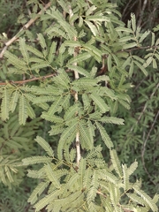Vachellia schaffneri bravoensis