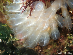 Clavelina oblonga