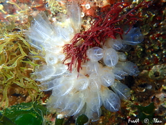 Clavelina oblonga