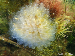 Clavelina oblonga
