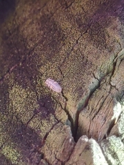 Psyllobora vigintimaculata