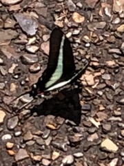 Protographium asius