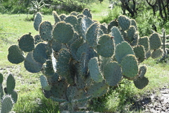Opuntia robusta