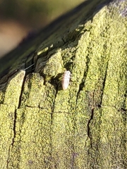 Psyllobora vigintimaculata