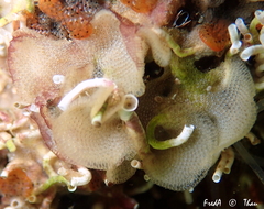 Cryptosula pallasiana