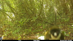 Cercopithecus petaurista