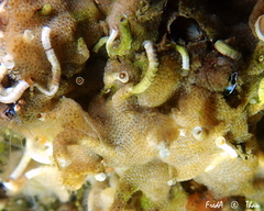 Cryptosula pallasiana