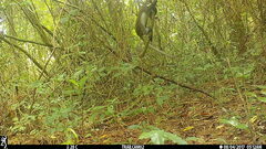 Cercopithecus petaurista