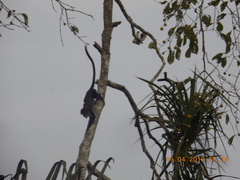 Cercopithecus campbelli