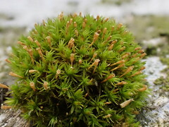 Ulota crispa