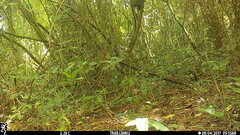 Cercopithecus petaurista