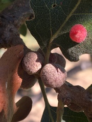 Disholcaspis mellifica