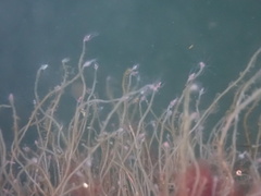 Tubulariidae