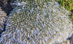 Jaffueliobryum wrightii