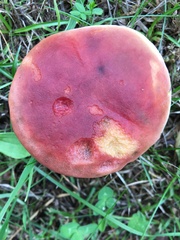 Hortiboletus rubellus