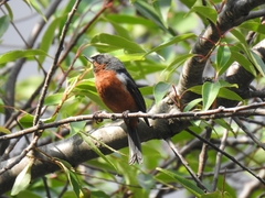 Diglossa brunneiventris