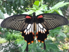 Papilio memnon agenor