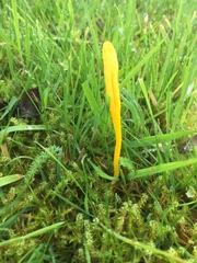 Clavulinopsis helvola