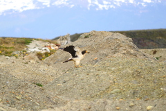 Daptrius albogularis