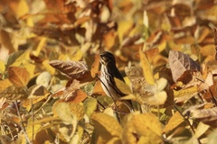 Passerculus sandwichensis