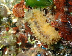 Doris verrucosa