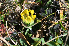 Anthyllis vulneraria alpestris