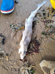 Scyliorhinus canicula