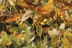 Passerculus sandwichensis