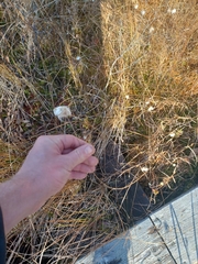 Eriophorum virginicum