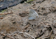 Catochrysops panormus