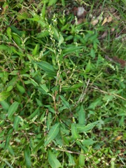 Persicaria hydropiper