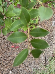 Lyonia lucida
