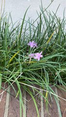 Tulbaghia violacea