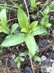 Melastomeae
