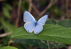 Catochrysops panormus