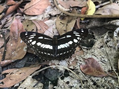 Limenitis sulpitia