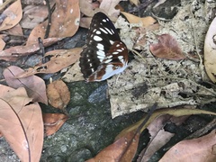 Limenitis sulpitia