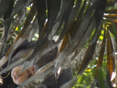 Pan troglodytes verus