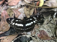 Limenitis sulpitia