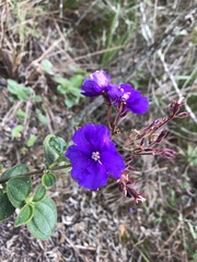 Pleroma heteromallum