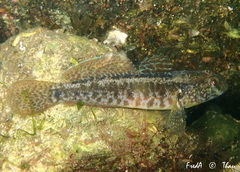 Gobius ophiocephalus