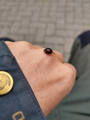 Harmonia axyridis