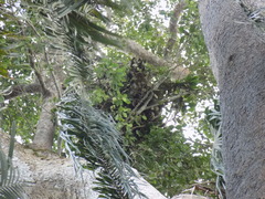 Pan troglodytes verus