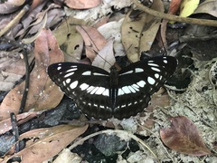 Limenitis sulpitia