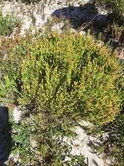 Passerina rigida