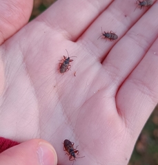 Gastrodes abietum