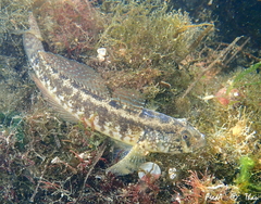 Gobius ophiocephalus