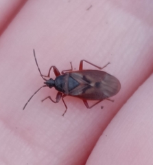 Gastrodes abietum