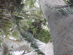 Pan troglodytes verus