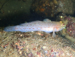 Gobius xanthocephalus